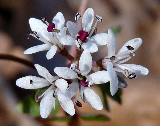 {Erigenia bulbosa}